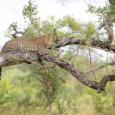Serondella Safari Lodge Domaine de chasse de Thornybush Extérieur photo