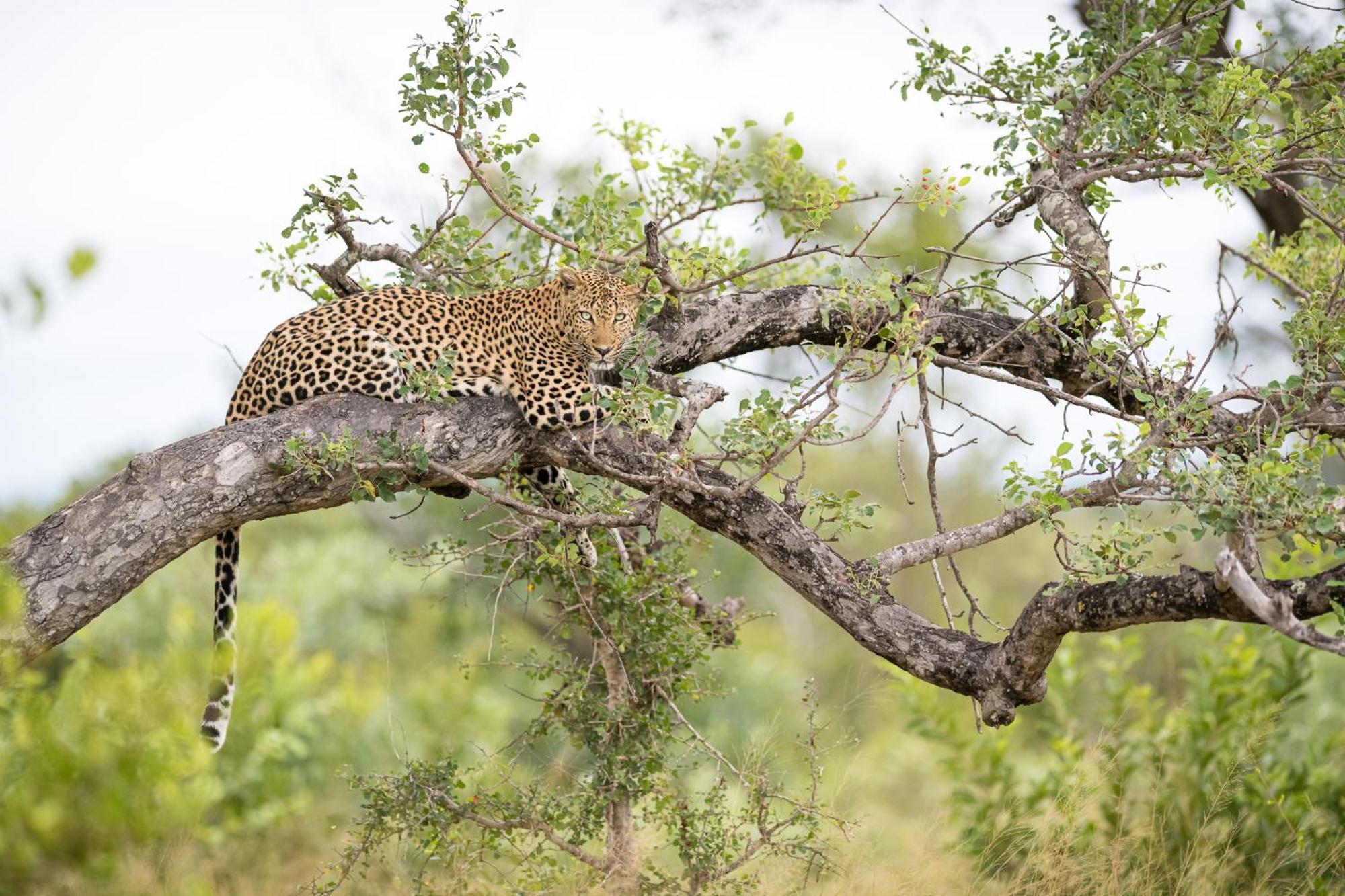 Serondella Safari Lodge Domaine de chasse de Thornybush Extérieur photo